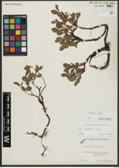 Foto von Salix alpina Scop.